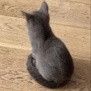 @断捨離中の画像