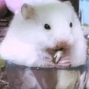 ももの画像