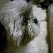 ちぇいの画像