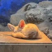 ぶんちゅの画像