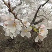 さくらもち