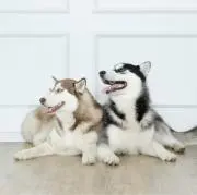 大西の画像