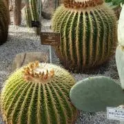 ミグポンママ