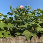 スカイブルーの画像