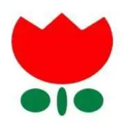 チューリップの画像
