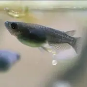 だるまの画像