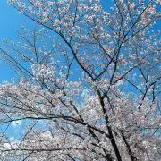 こども世界百科 1-8巻セット【初版】 こども世界百科 1-8巻セット【初版】 - メルカリ