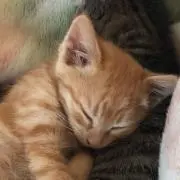 もふもふ