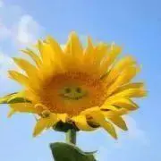 ヒマワリアイズの画像