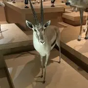 たつにしきの画像