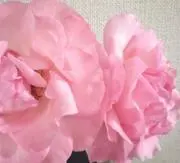 あんパンの画像