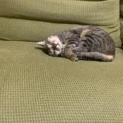 もっちー