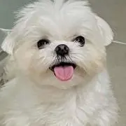 ちゃむむ