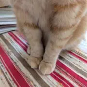 ぺじみんの画像