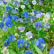 ぽんの画像