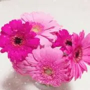 はるまま☘