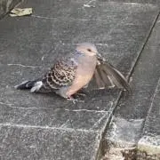 はとの画像