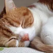 AN