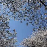 kjの画像