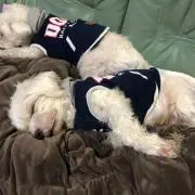 KOH/断捨離中の画像