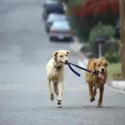 リュウリュウ お急ぎの方はご遠慮くださいの画像