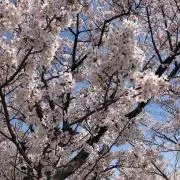 ぷーさんの画像