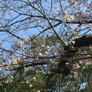 anphyの画像