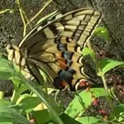 クレアねえさん