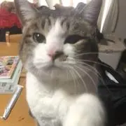なっちゃんの画像