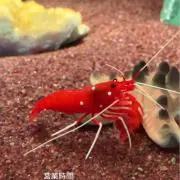 ゆず