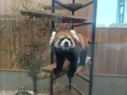 メリカの画像