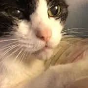 ネコノコ