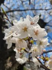 かとぴの画像
