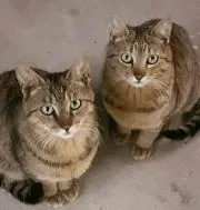 カモミールの画像