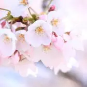 咲夢〜Sakura〜