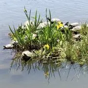 かかをの画像