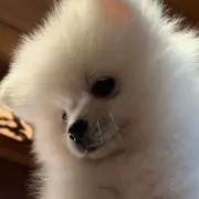 モコ