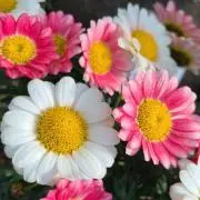 ◎優季◎3678の画像