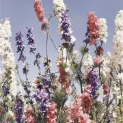 mariaの画像