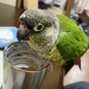 うさもぐら