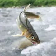 Tota