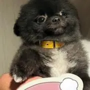 ニコニコ　即購入歓迎　プロフ見てくださいの画像