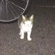 シマシマシ