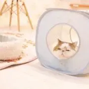こめの画像