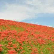 リコリスの画像