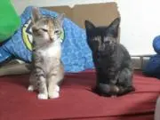 ゆめ