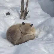 セイ※プロフ必読※の画像
