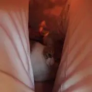 けんの画像