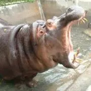 カバの画像