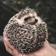 やさしいまつたけ